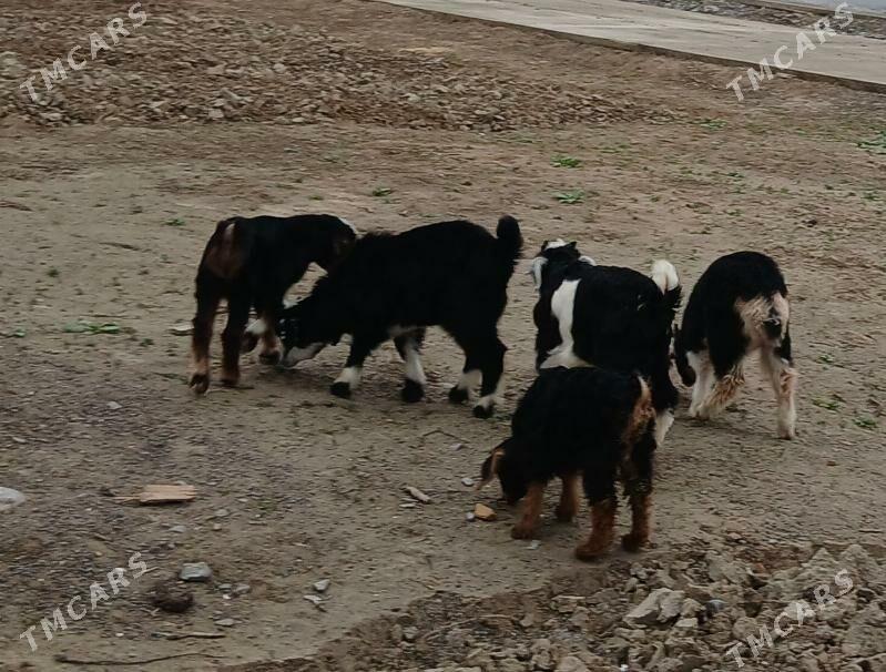 owlak guzy - Гёкдепе - img 1