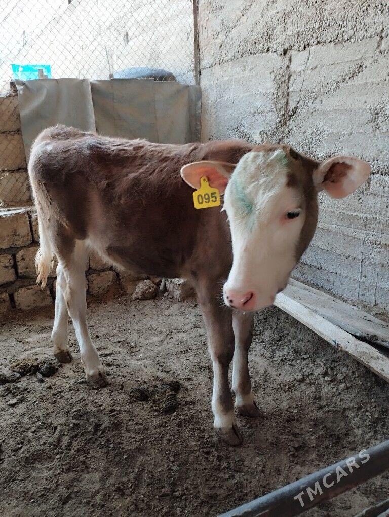 simental tuwe - Büzmeýin - img 1