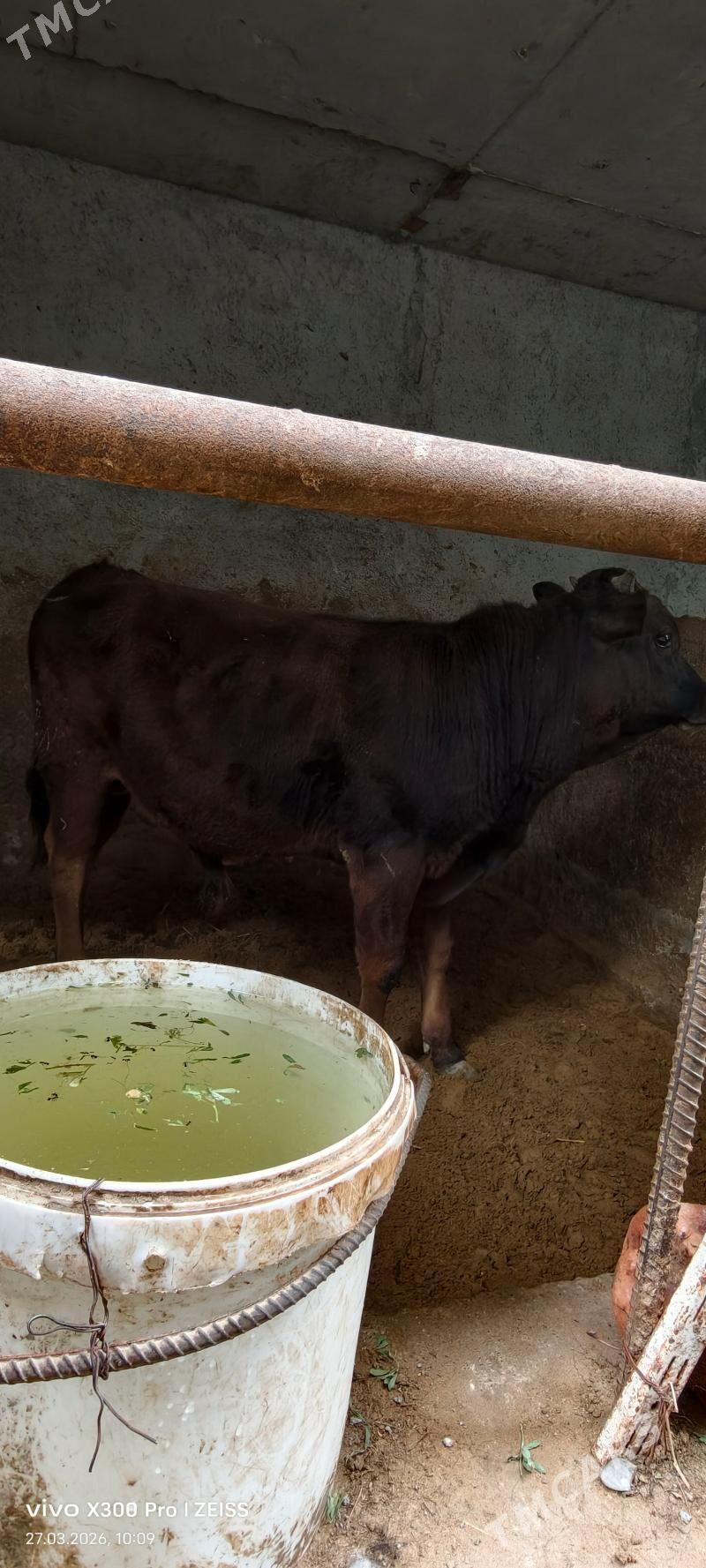 Okuz - Gökdepe - img 1