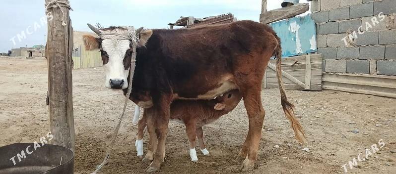 Sygyr goleli - Gyzylarbat - img 1