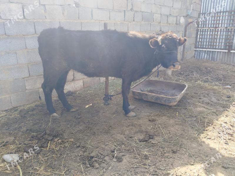 sygyr - Ашхабад - img 1