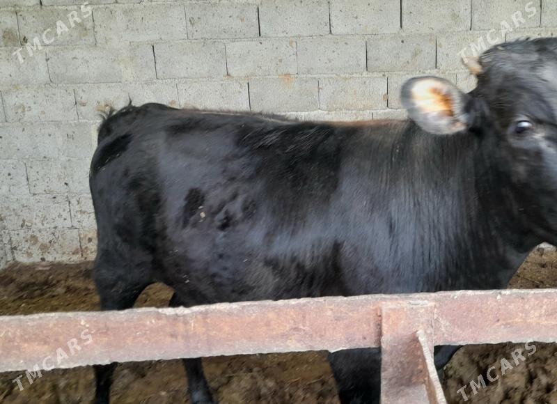 ARASA TOHUM ÖKIZ - Багир - img 1