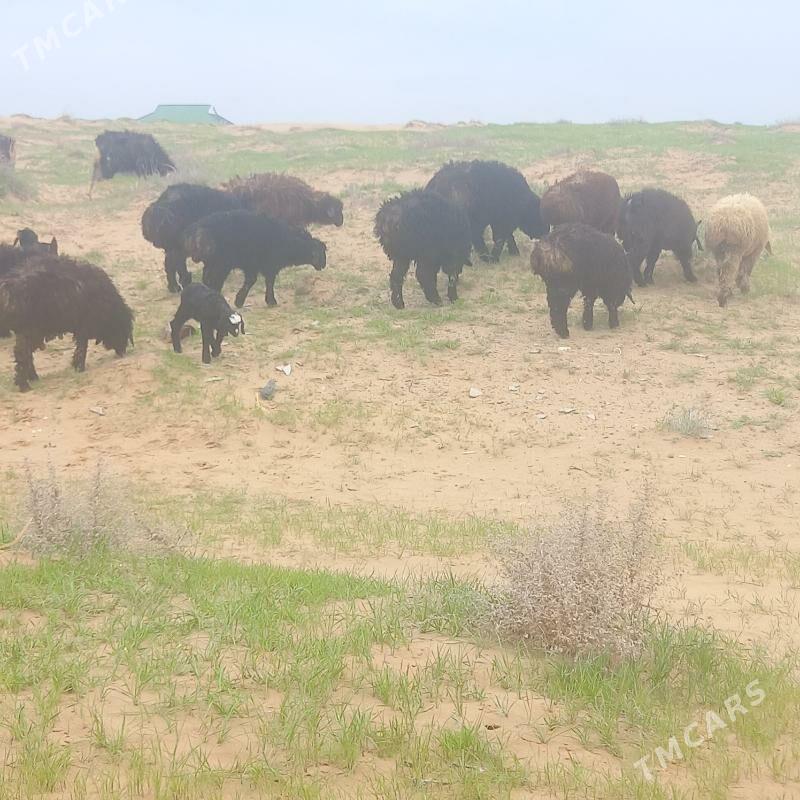 BERRE OWLAKLI GEÇI - Ашхабад - img 1