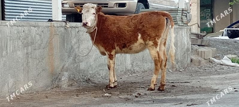 Sygyr Tüwe Öküz Göle - Aşgabat - img 1