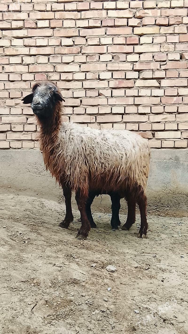 guzuly goyun - Bäherden - img 1