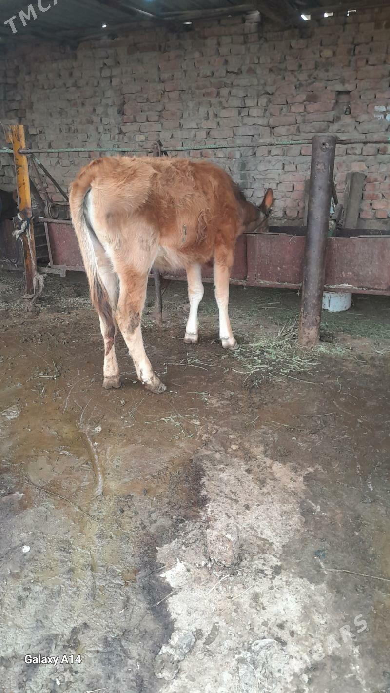 siwes tuwe - Bäherden - img 1