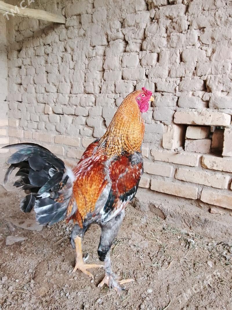 Horaz - Sakar - img 1