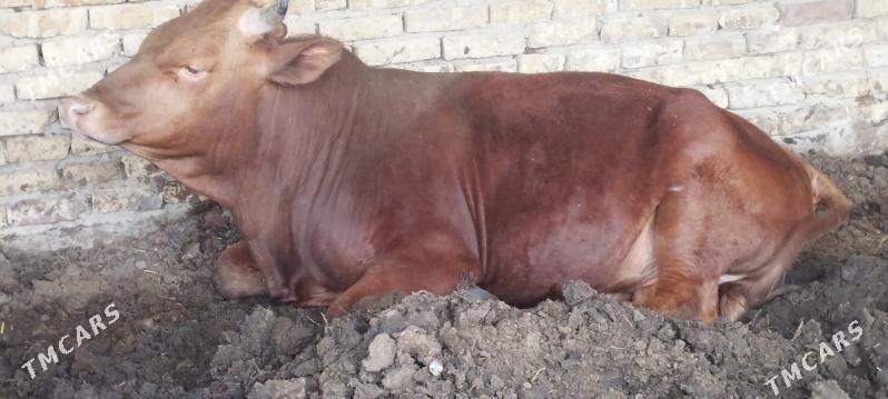 Ökùz - Wekilbazar - img 1