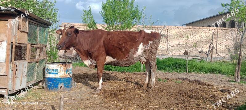 sygyrlar we okuzler - Türkmenabat - img 1