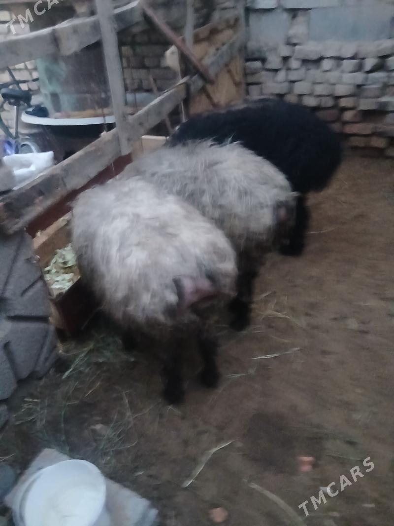 isek - Ашхабад - img 1