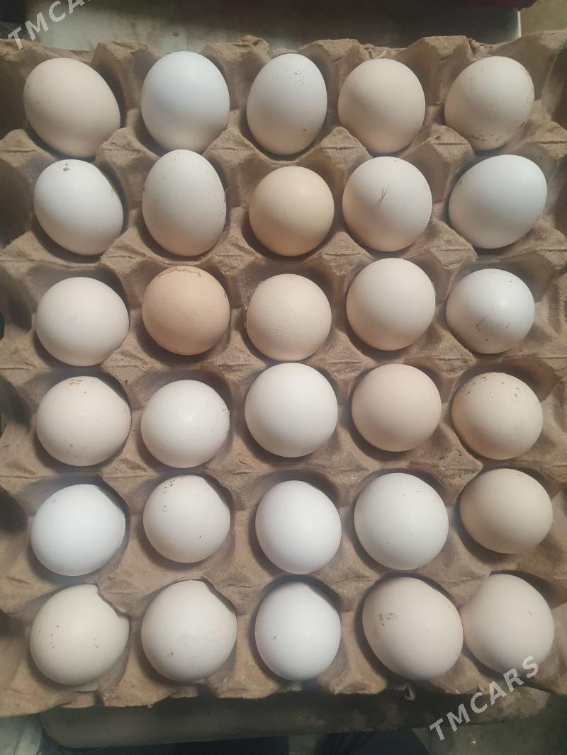 Ýumurtga inkowatora - Gökdepe - img 1