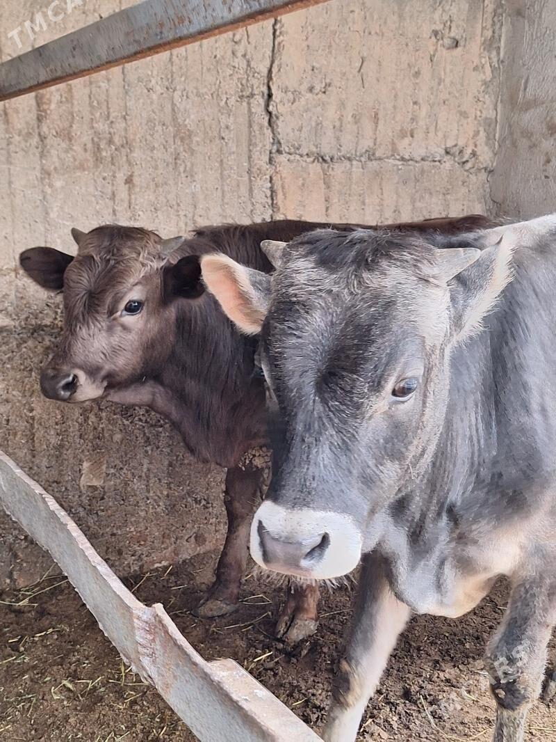 Okuz - Aşgabat - img 1