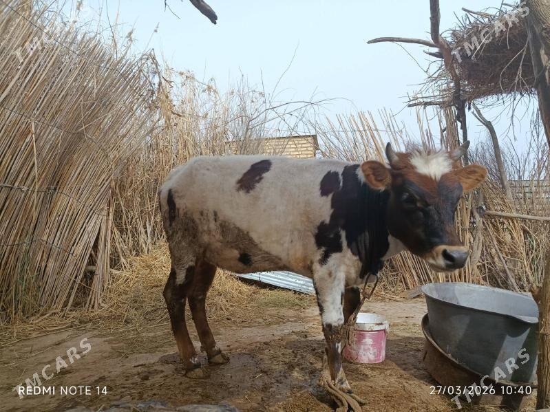 tuwe - Бабадайхан - img 1