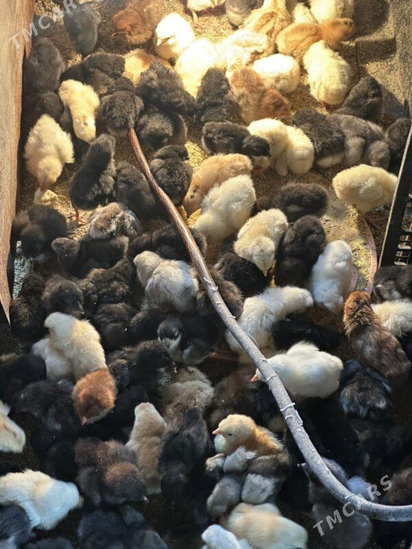 juje - Türkmenabat - img 1