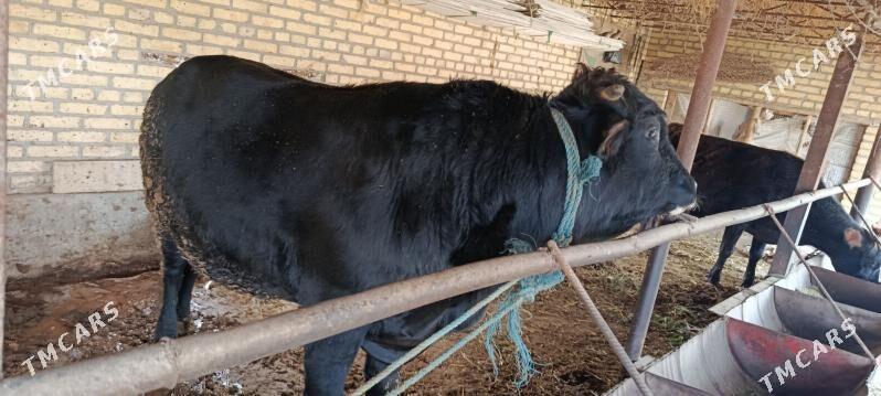 Satlyk - Саят - img 1