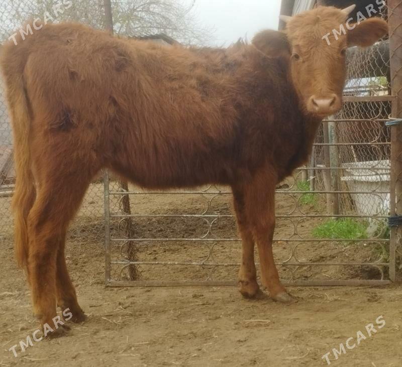 Arginal siwes tüweler - Büzmeýin - img 1