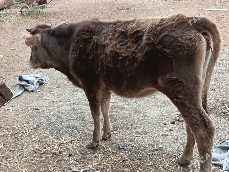 tuwe - Gyzylarbat - img 1