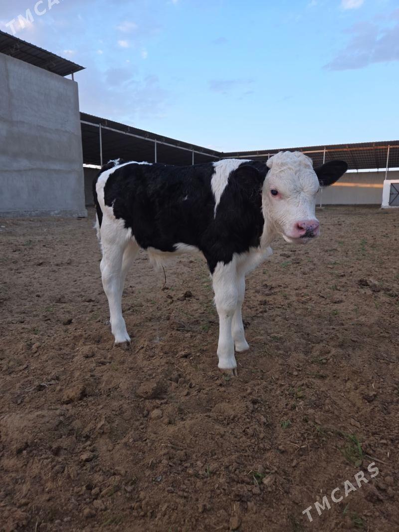 Öküzçe - Aşgabat - img 1