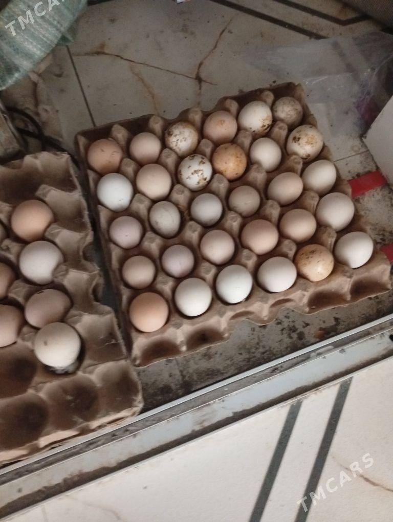 байсы. ве. цысарка. юмурга - Çärjew - img 1