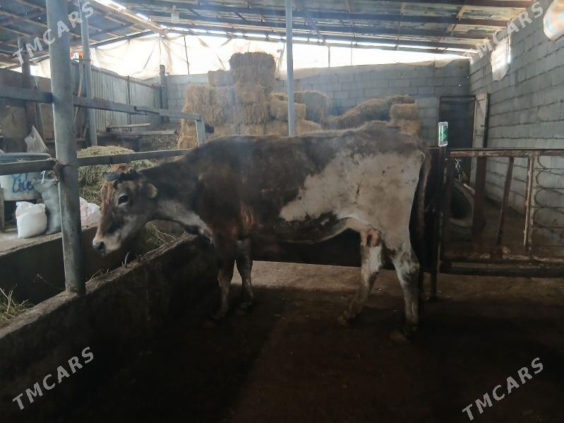 gysyr sygyr - Гарадамак - img 1