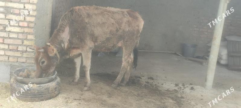 goleli sygyr - Бахарден - img 1