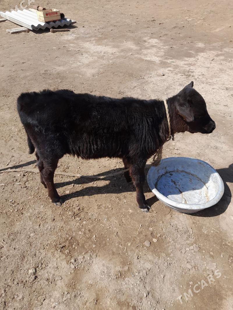 Goleli Sygyr - Бабадайхан - img 1