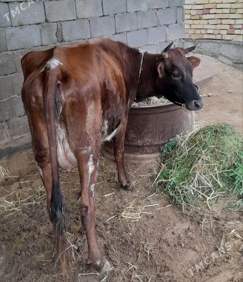 Sygyr Göleli - Гёкдепе - img 1