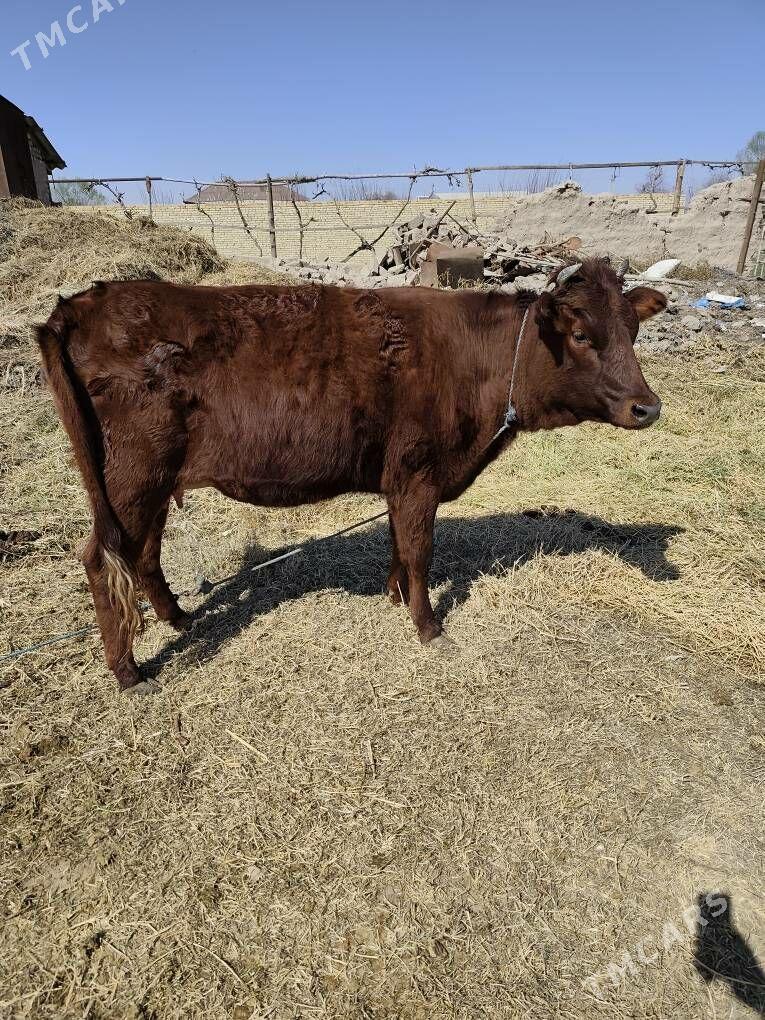 yetik bogaz - Туркменабат - img 1