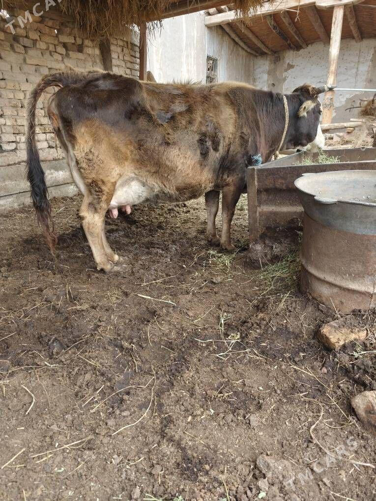 saglyk sygyr - Туркменабат - img 1