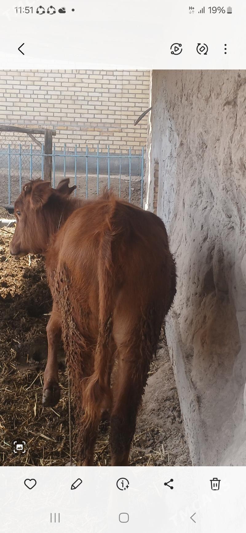 Gunajyn bakylgy - Saýat - img 1