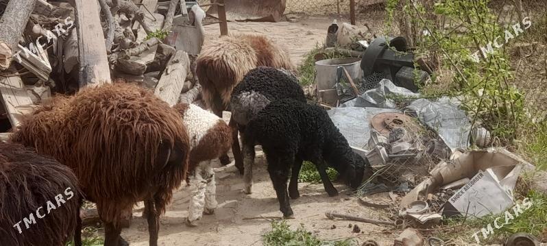 guzyly goyun - Мары - img 1