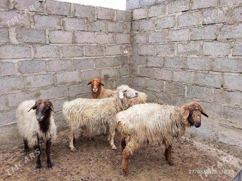 goýunlar - Gumdag - img 1