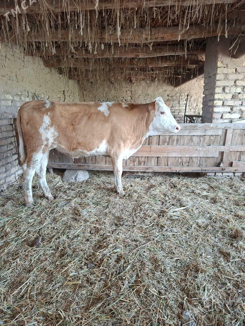 smental tuwe - Гарабекевюл - img 1