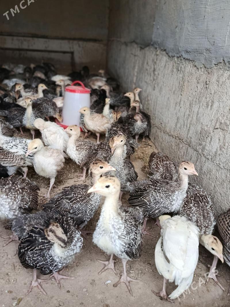 Induk jùýje - Sakarçäge - img 1