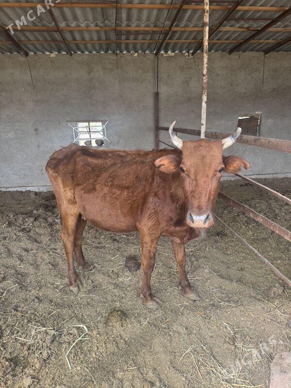 goleli sygyr - Мургап - img 1