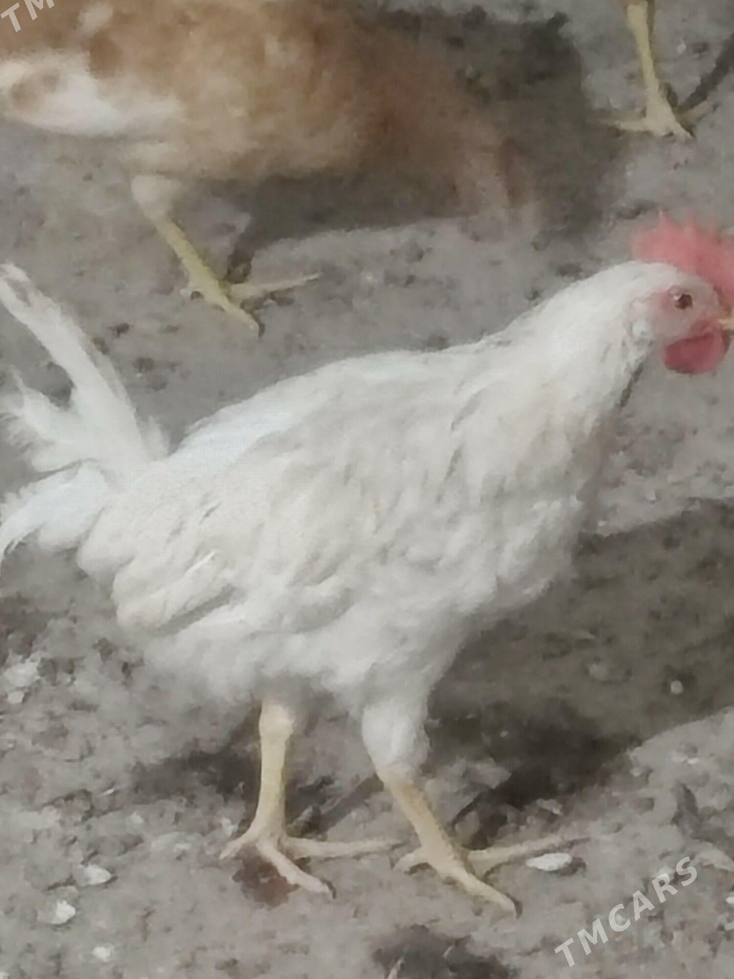 towuktowuk - Бахарден - img 1