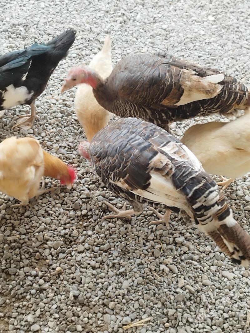 induk - Herrikgala - img 1