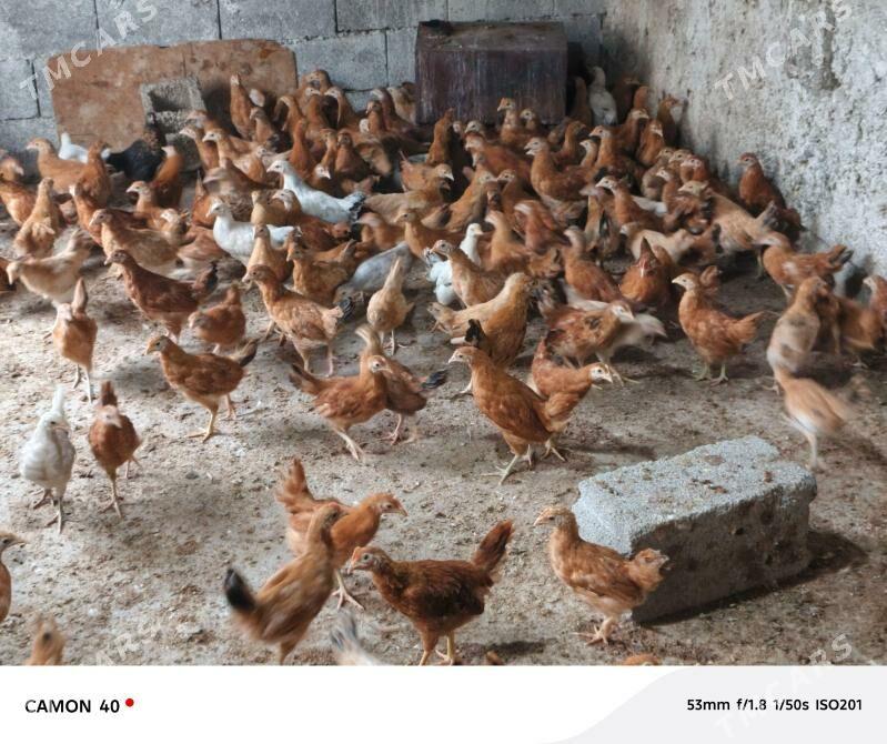 juje - Gökje - img 1