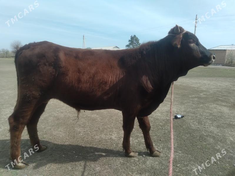 baklyk ÖKÜZ - Çärjew - img 1