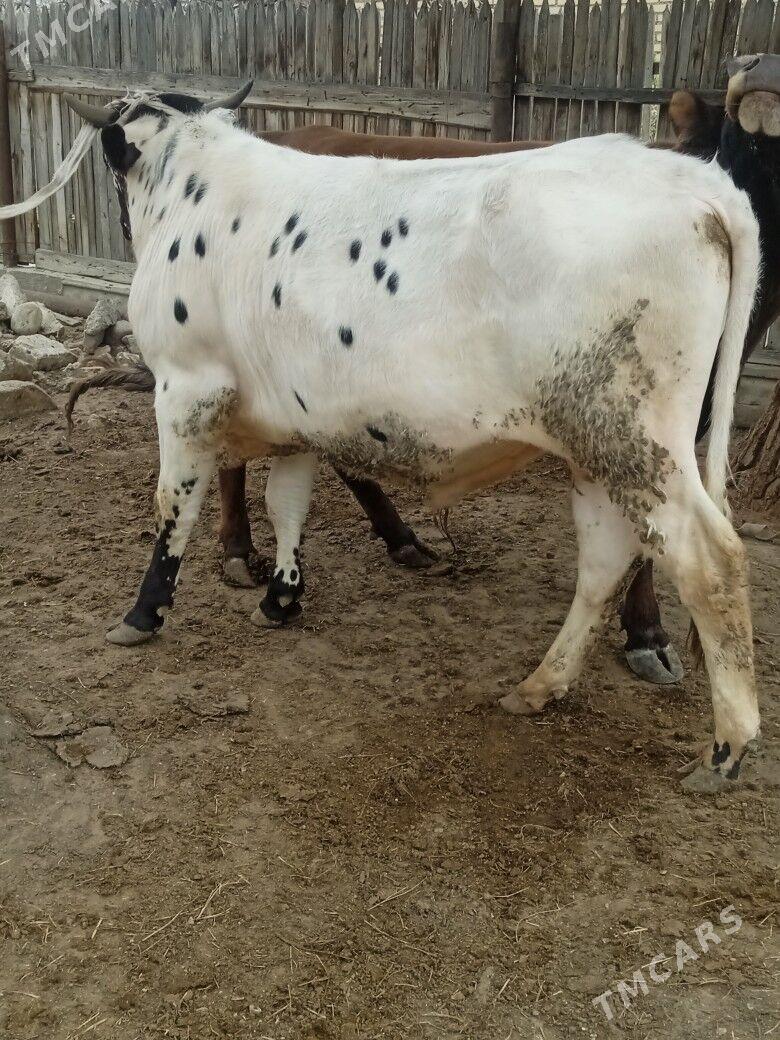 öküz - Балканабат - img 1