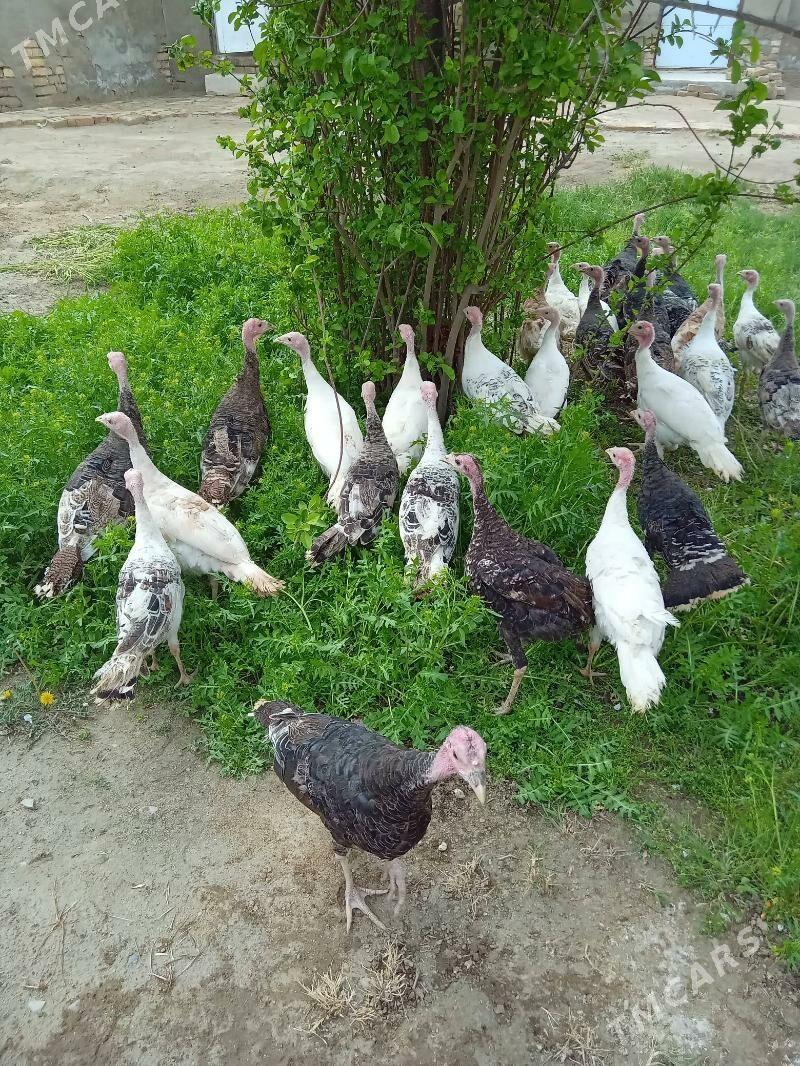 lnduk juje - Mary - img 1