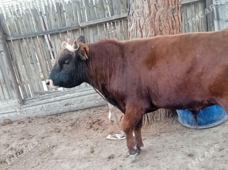 öküz - Балканабат - img 1