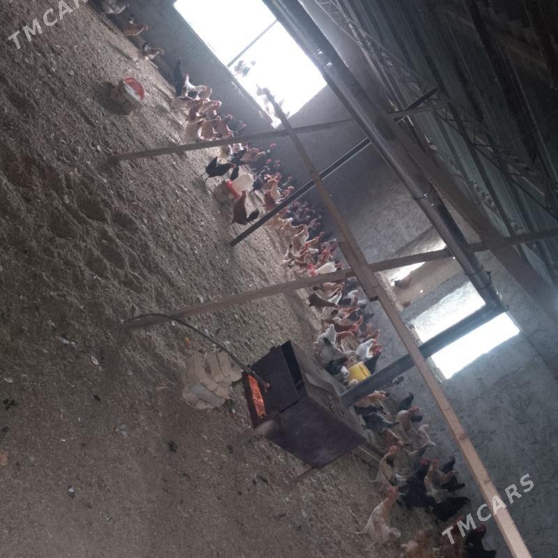 tovuk - Oguz han - img 1