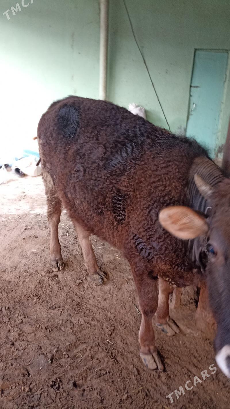 tüwe - Aşgabat - img 1