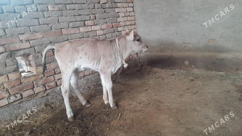 Sygyr - Türkmengala - img 1