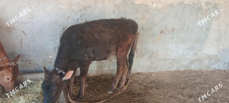 gulajynlar - Mary - img 1