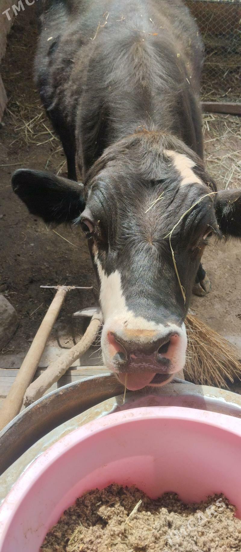 okuzce - Farap - img 1