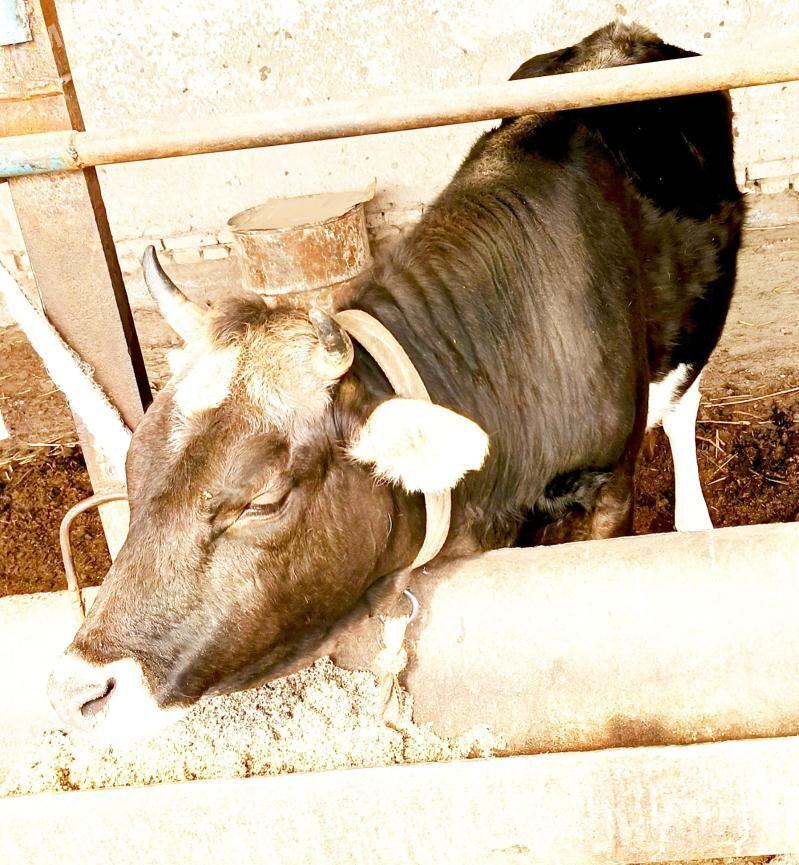 богаз kaçar - Daşoguz - img 1