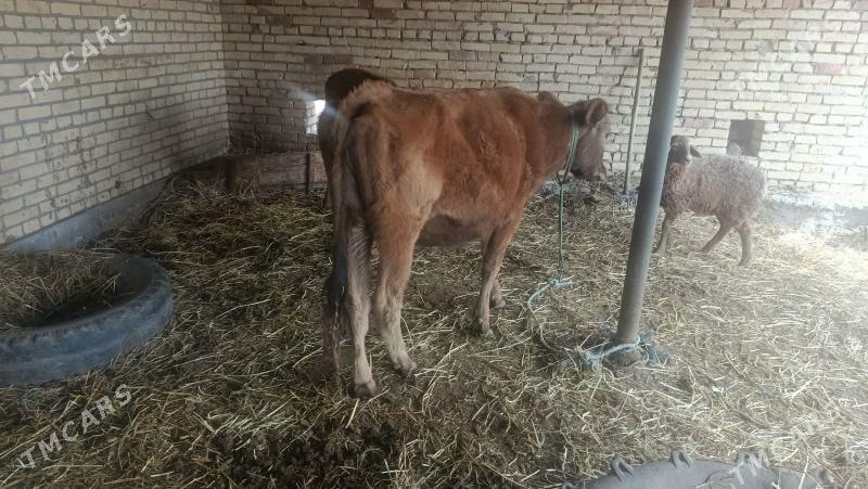 2yaş ynajyn - Чарджоу - img 1