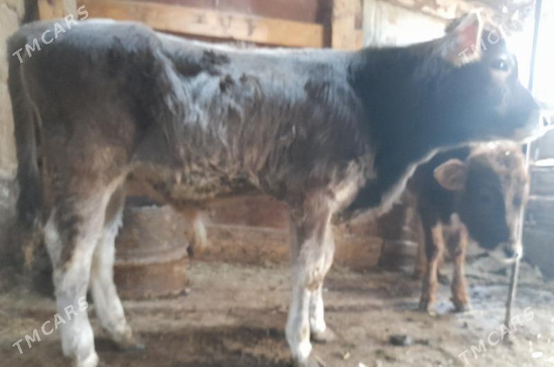 òkùz - Гызыларбат - img 1